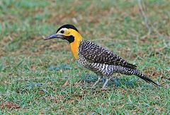 Campo Flicker